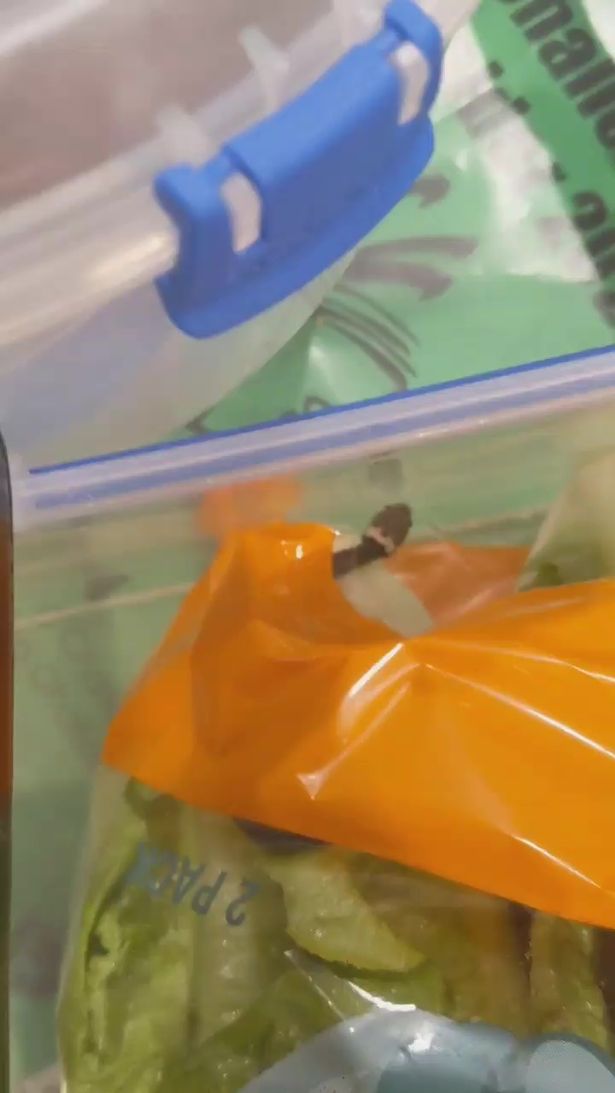 The snake was transferred into a plastic container