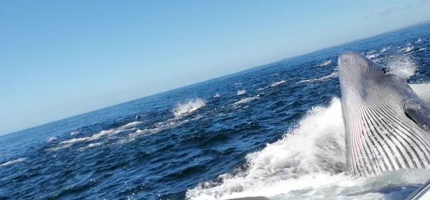 The huge Bryde's whale rose up out of the water