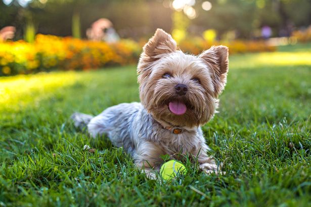 A dog playing in the garden