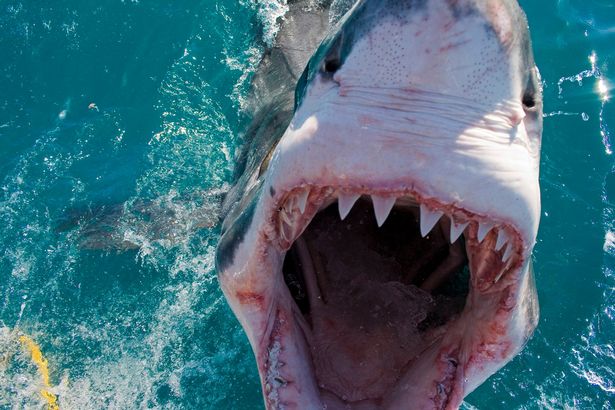 The great white shark weighed 4,000 pound and was 20-feet long