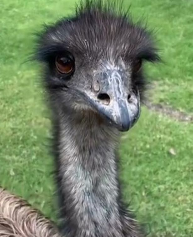 Bert the emu stole Ashna's earring