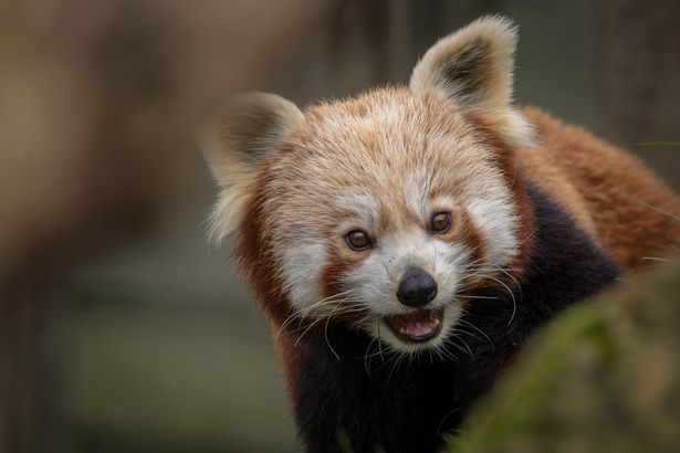 Red panda