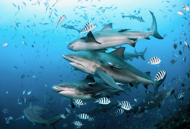 The sharks circulate in shallow water around coastal edges