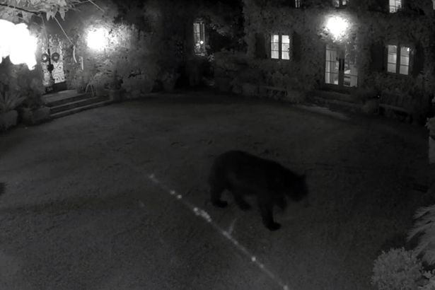 CCTV of the bear