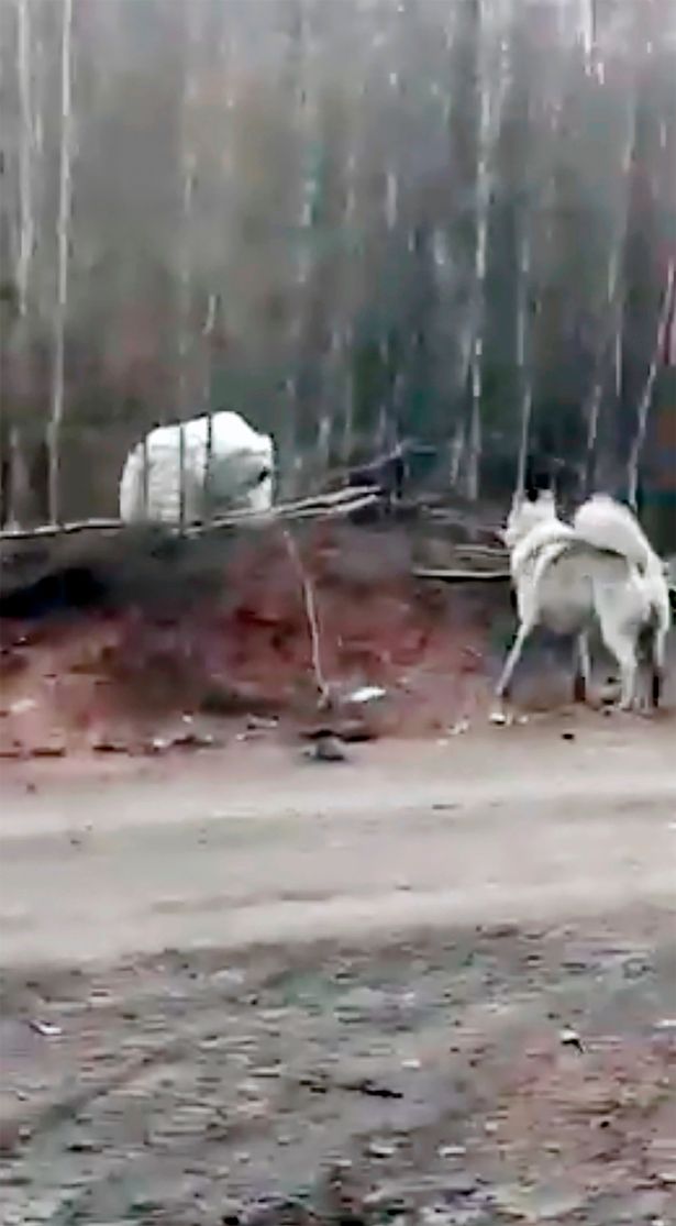 One brave dog confronted the bear in the village and some residents tried to shoo it away