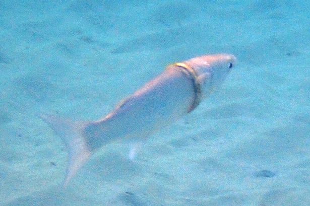 Fish in Australia caught in a plastic ring