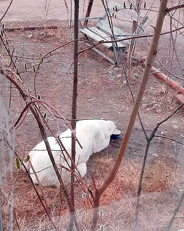 The bear was prowling through people's gardens and yards