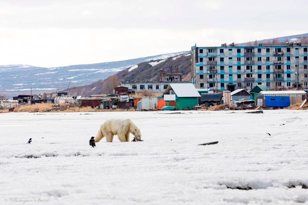 Experts are stunned at how far the bear has walked