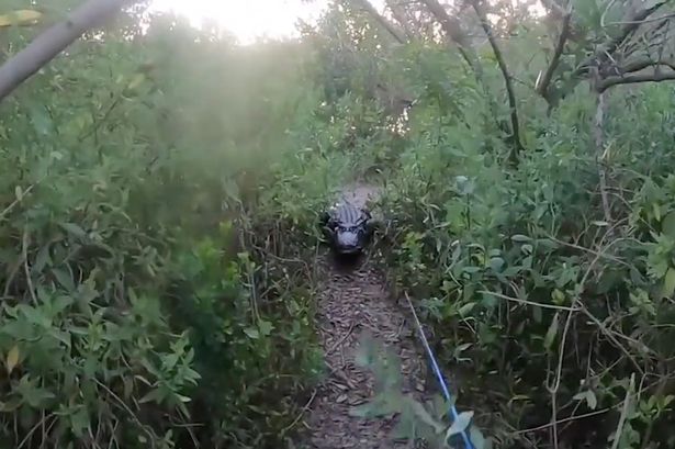 Alligator chases fisherman