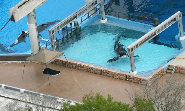 Aerial view at SeaWorld on February 24, 2010. The body of whale trainer Dawn Brancheau lies under a black tarp