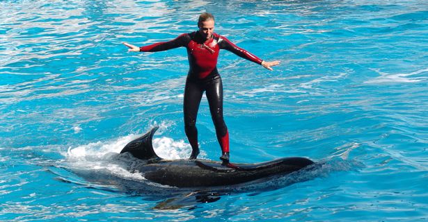 Dawn Brancheau shown performing with an orca at the SeaWorld Shamu Stadium in Orlando, Florida