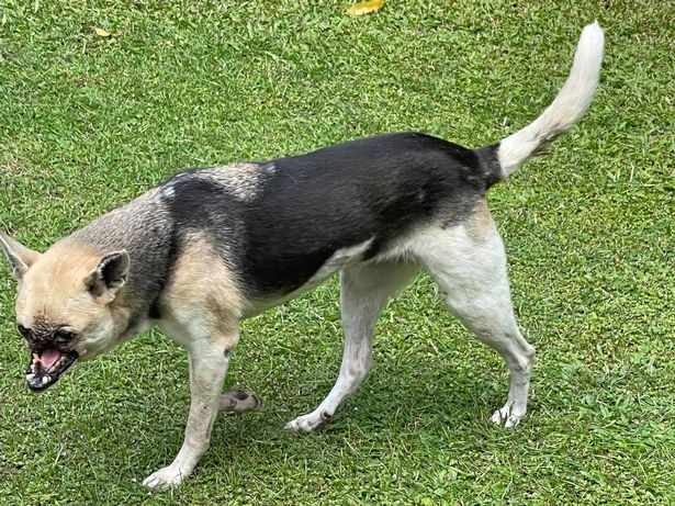 Kabang saved its owner's daughter and her cousin