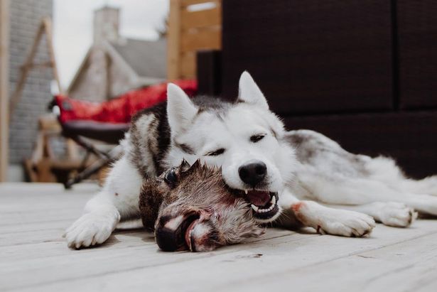 A dog owner shells out more than £250 every month on luxury raw meals for her pets after giving up canned pet food - but makes her animals fast for a whole week. 
Leslie Poulos, 28, is owner of pooches Nala, a puggle, Ace, a Border Collie, and Kyra and Roxy, two Siberian huskies.
The animal lover used to feed her dogs standard canned pet food but after finding meal times were becoming a struggle in 2016 - and noticing she was throwing away more food than they ate, which she took as a sign they weren't happy with their dishes - she decided to give them a lifestyle overhaul.
Her pets are now given dishes packed full of fresh nutrients, including muscle meat, organs, raw meaty bones, fruits, vegetables, supplements, and additives.