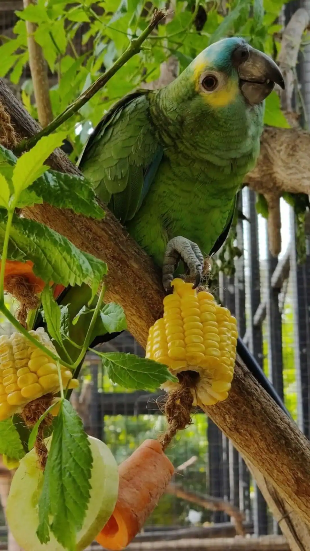 green bird green bird