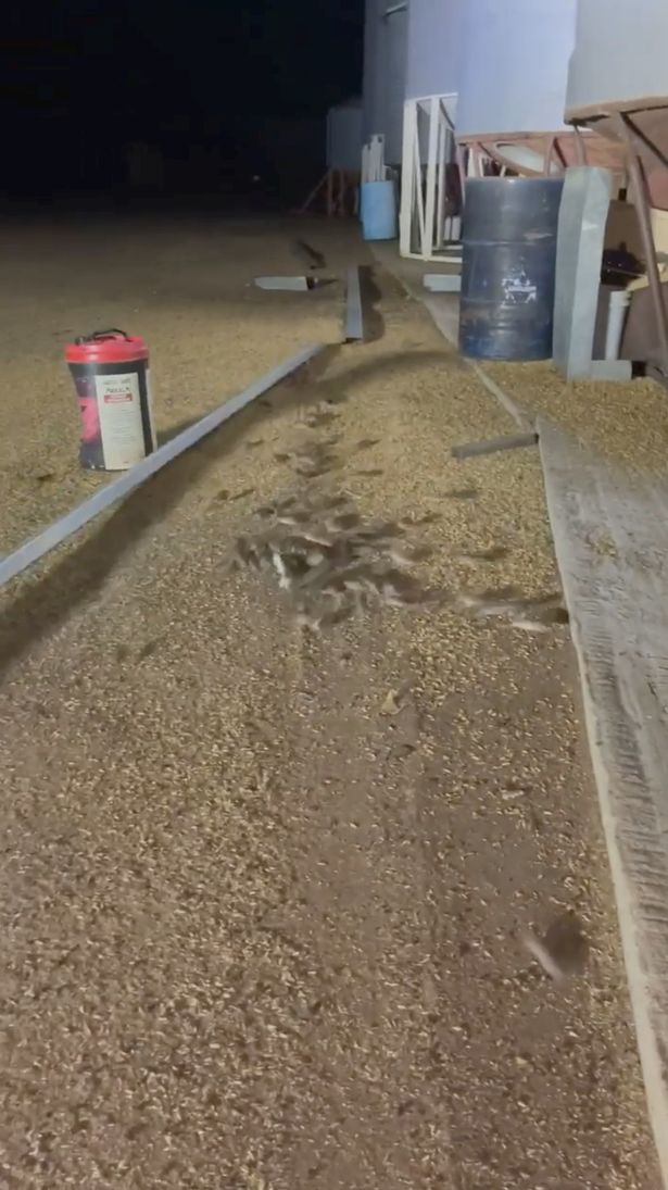 A group of mice is seen on a farm in Gilgandra, New South Wales, Australia