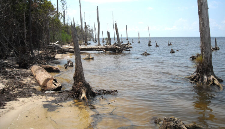tree trunks in shallow water