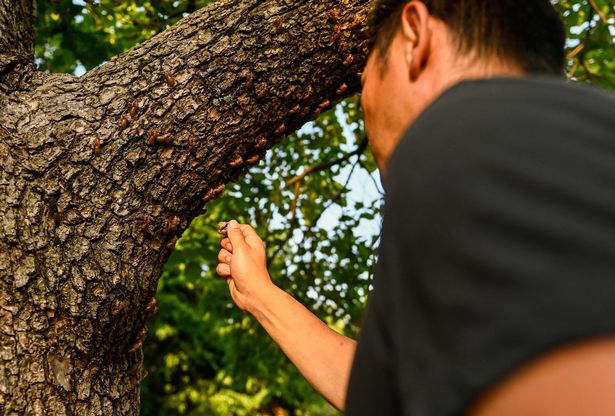 Chef Bun Lai collects cicadas to cook with