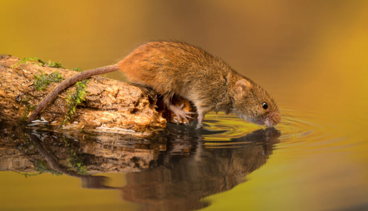 mouse drinking water