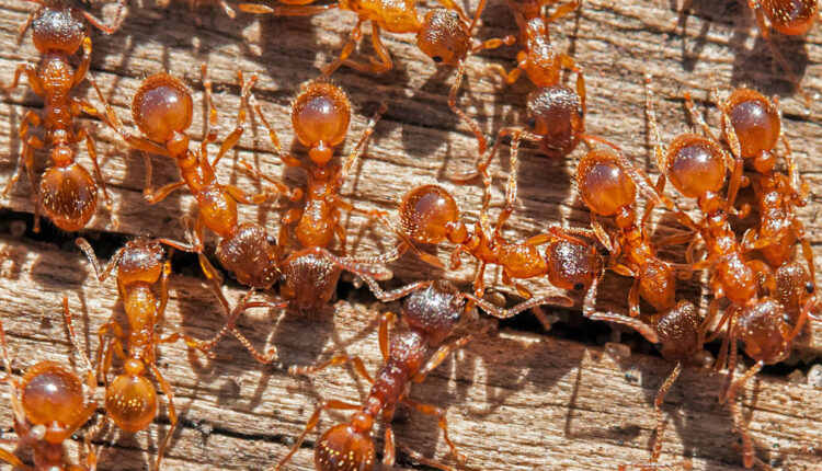 European fire ants