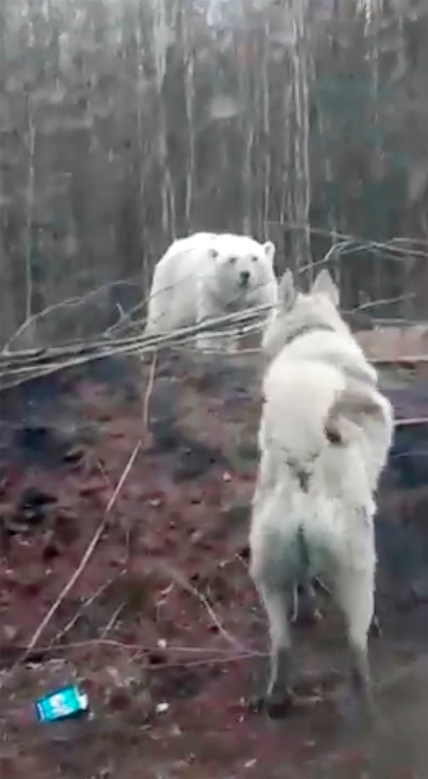 A dog tries to keep the bear away from Dzhebariki-Khaya village in Russia