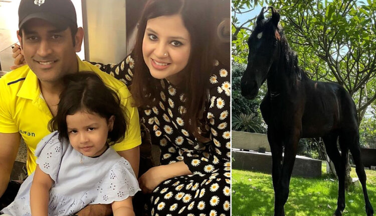 CSK Skipper MS Dhoni Adds A Horse In Ranchi Farmhouse, Wife Sakshi Shares Glimpse Of The Stallion (See Pics)