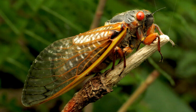 Cicada Safari App: How to Track Millions of Emerging Brood X Cicadas in US? This Interactive Map Will Help You to Find the Insects' Location