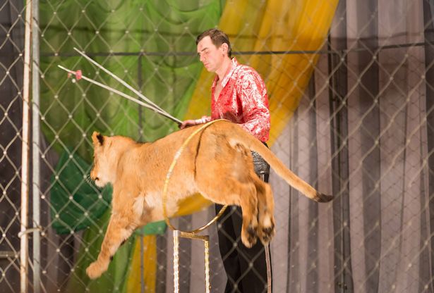 Maxim Orlov, tamer, pictured at an earlier performance