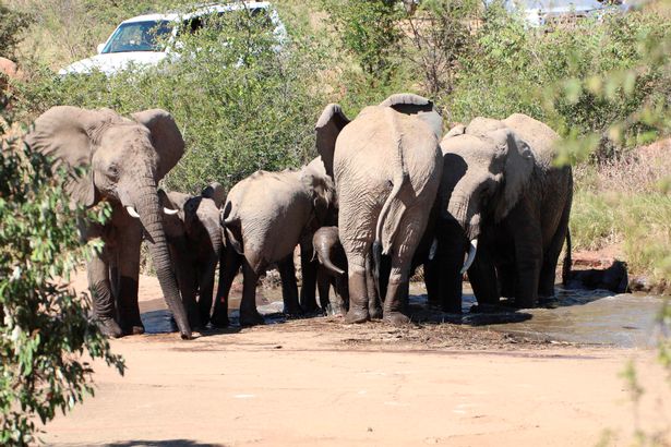 herd of elephants