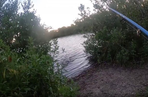 Alligator chases fisherman