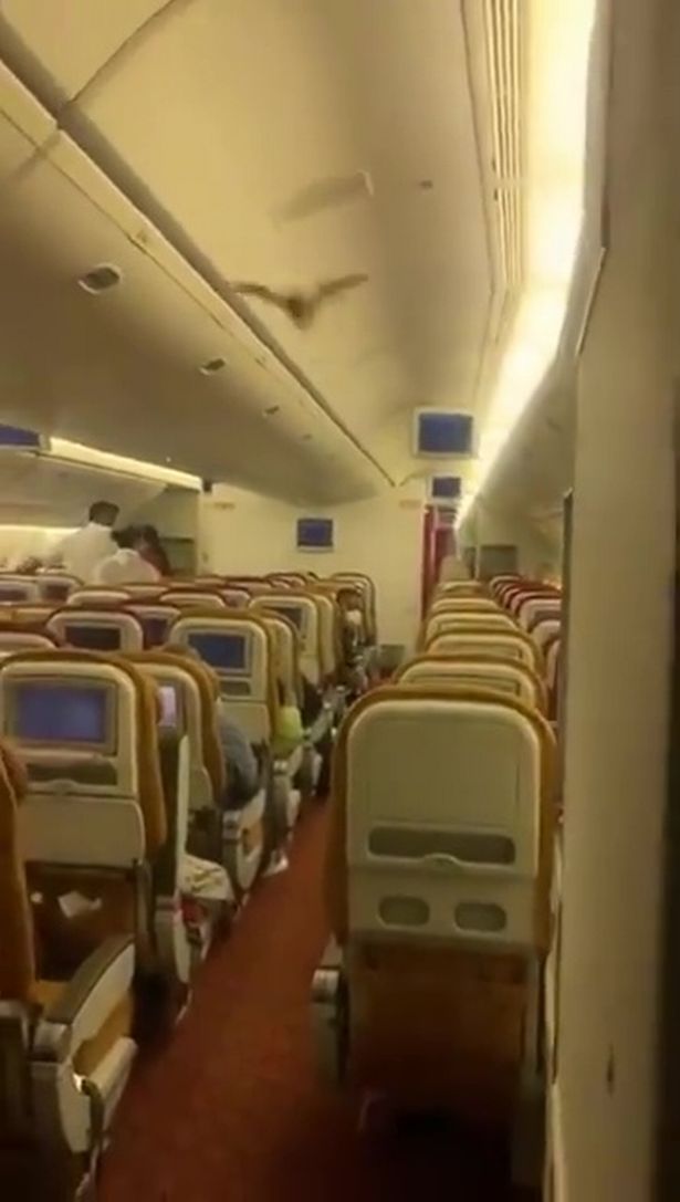 Passengers look on as the Indian fruit bad soars through the cabin