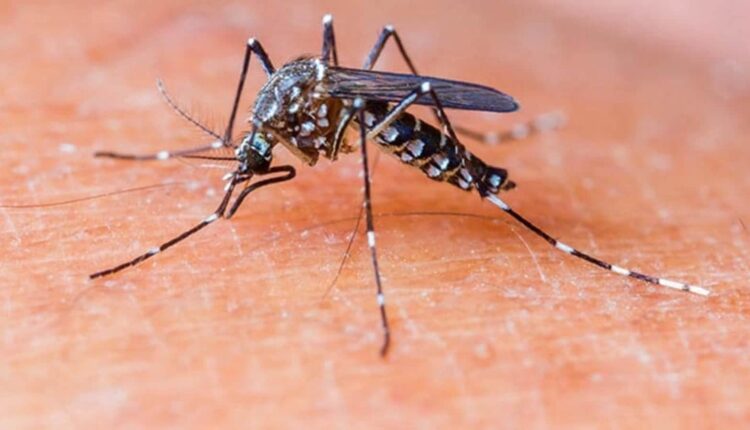Genetically modified mosquitoes released in US to fight disease-carrying species