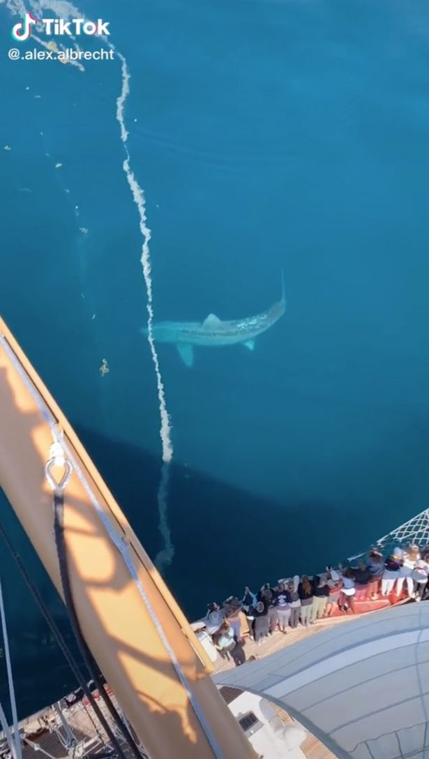 The shark was spotted close to the surface