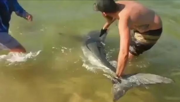 Angler with great white shark