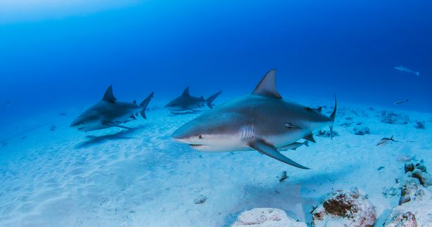 The sharks are believed to be taking advantage of cloudy waters