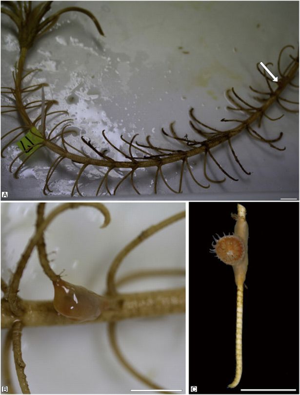 Images of the two marine lifeforms - the crinoids, and the hexacoral