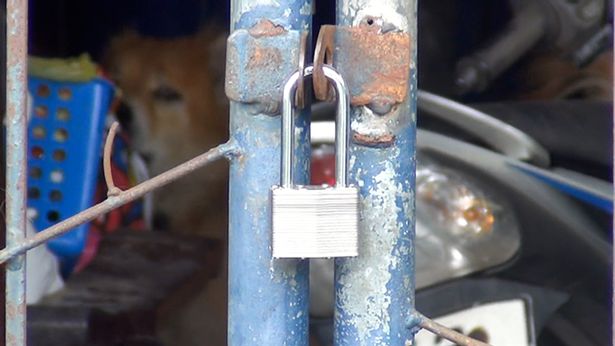 dog guarding home of owner in Thailand