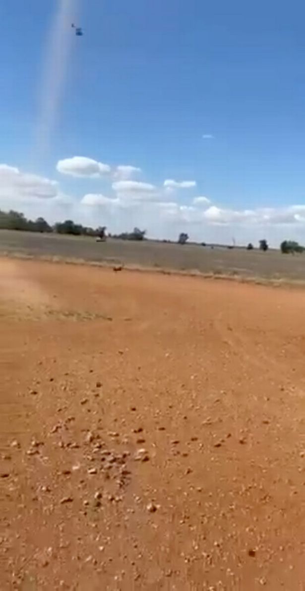 Mice emptying out of an auger in NSW, Australia