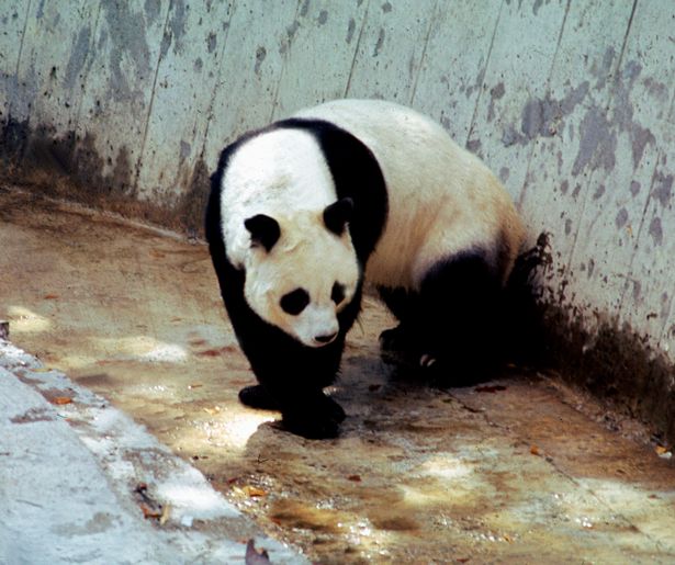 Chi-Chi the panda at London Zoo