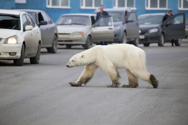 The bear amazingly travelled hundreds of miles on foot