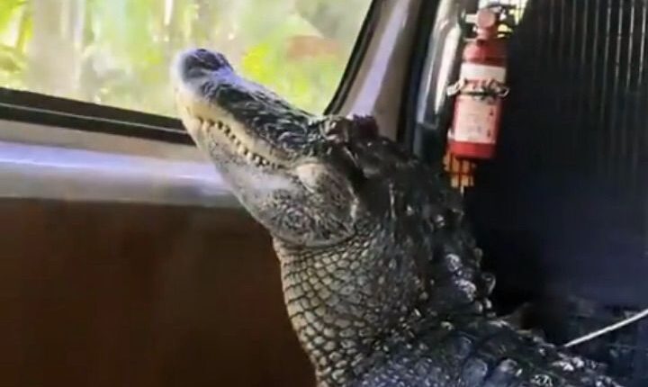 Robert Irwin Shares Video Of Alligator Enjoying A Car Ride