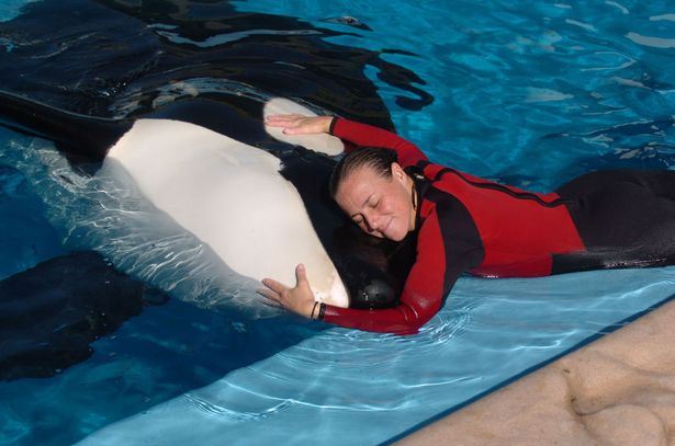 Dawn Brancheau hugging an orca