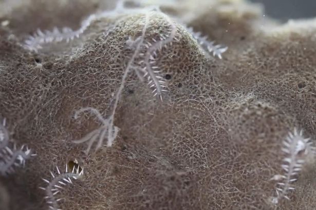 The rear ends of a Ramisyllis multicaudata worm on the surface of its sponge habitat.