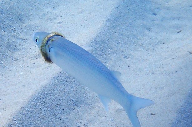 A fish caught in a plastic ring in Australia