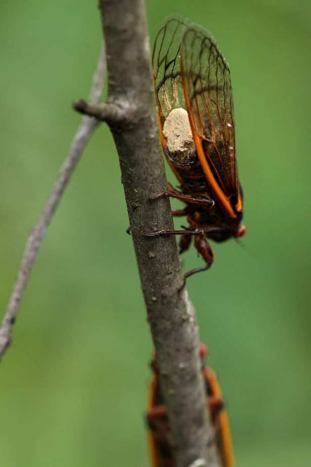 a Magicicada periodical cicada