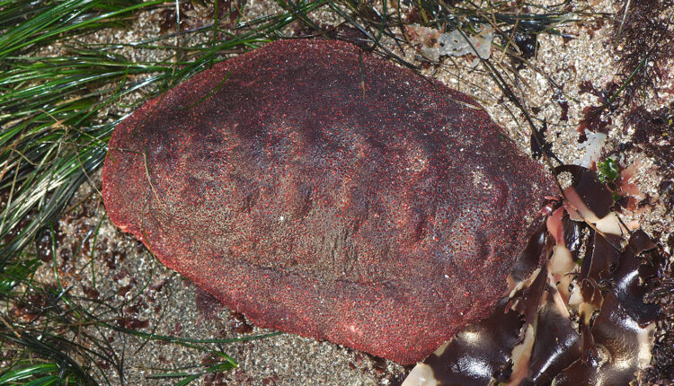 Cryptochiton stelleri on the seafloor
