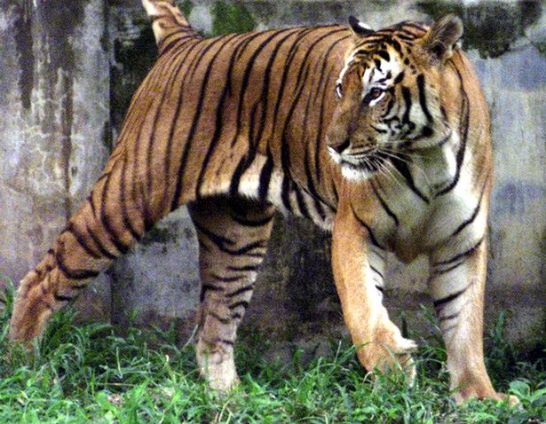 Tigers' pelts, bones and flesh are valuable on the black market