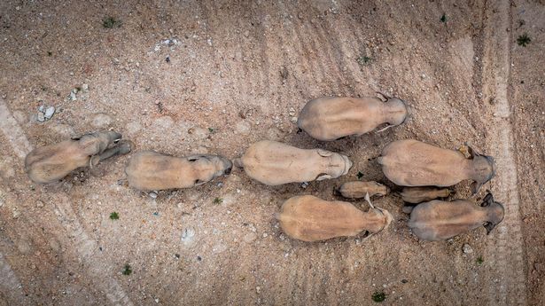 Monitoring images show that the herd includes six female adult elephants, three male adults, three sub-adults, and three cubs