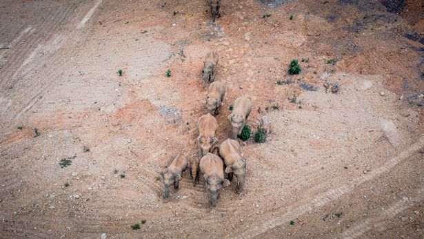 The elephants left a nature reserve more than 300 miles away
