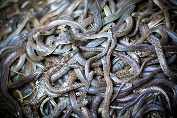 Snake Island is infested by thousands of deadly critters