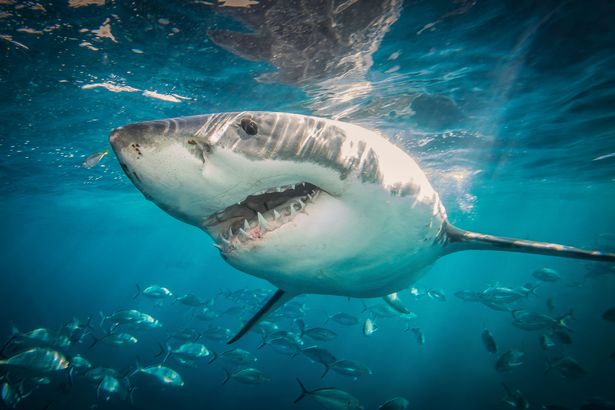 Tiger sharks are the most dangerous species to humans and the most likely to attack